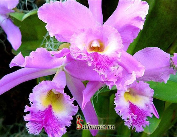 Спа салон красоты ОРХИДЕЯ